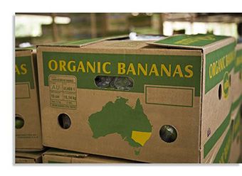 Contact Wholesale Organic Bananas Sydney